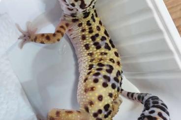 Geckos kaufen und verkaufen Foto: Eublepharis macularius - Leopardgeckos