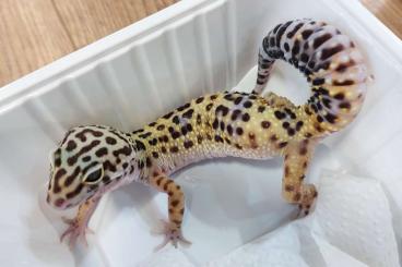 Geckos kaufen und verkaufen Photo: Biete Eublepharis macularius