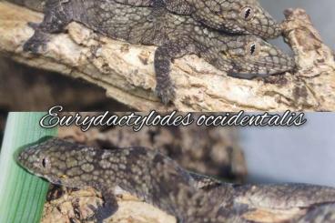 Geckos kaufen und verkaufen Photo: Rhacodactylus leachianus, Chahoua, Eurydactylodes, Cor. sarasinorum 