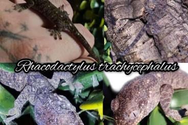 Geckos kaufen und verkaufen Foto: Rhacodactylus trachycephalus 