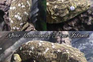 Geckos kaufen und verkaufen Photo: Rhacodactylus trachycephalus & leachianus,Chahoua