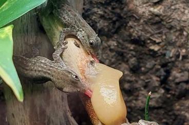 Geckos kaufen und verkaufen Photo: Phelsuma Breviceps NZ      