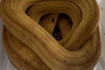 Snakes kaufen und verkaufen Photo: Corallus hortulanus - Amazon Tree Boa - Gartenboa