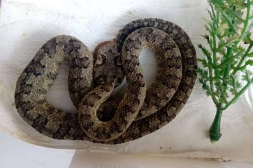 Schlangen kaufen und verkaufen Foto: For Hamm: Protobothrops cornutus 2,0, CB 8/21