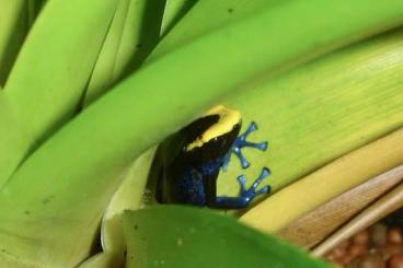 Pfeilgiftfrösche kaufen und verkaufen Foto: Dendrobates tinctorius lorenzo