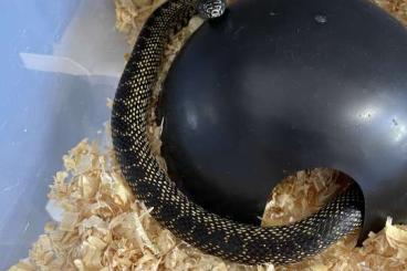 Nattern ungiftige  kaufen und verkaufen Foto: Adult/subadult kingsnakes