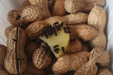 Futtertiere kaufen und verkaufen Foto: Erdnusskäfer / Peanut Beetles breeding cultures