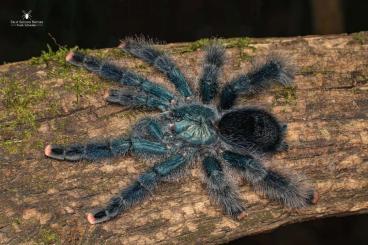 Spinnen und Skorpione kaufen und verkaufen Foto: Aviculariinae Nachzuchten