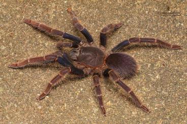 Spiders and Scorpions kaufen und verkaufen Photo: Paar Psednocnemis brachyramosa