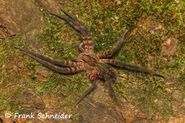 Spiders and Scorpions kaufen und verkaufen Photo: Cupiennius salei NZ 11/24