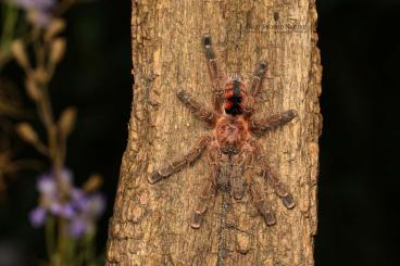 Spinnen und Skorpione kaufen und verkaufen Foto: biete Spinnen Nachzuchten, u.a.: