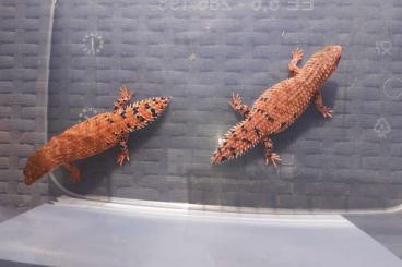 Skinke kaufen und verkaufen Foto: 1,1,2 Egernia epsisolus for Hamm /Terraristika in December or pick up 