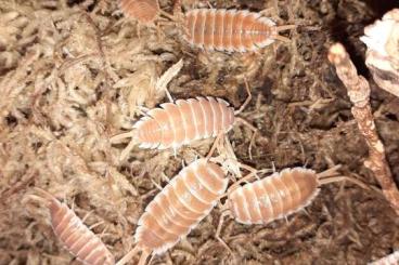 Krebstiere terrestrisch  kaufen und verkaufen Foto: Porcellio hoffmannseggi orange 