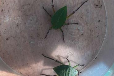 Insects kaufen und verkaufen Photo: Siliquofera grandis, Extatosoma tiaratum