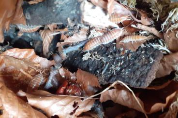 Krebstiere terrestrisch kaufen und verkaufen Foto: Porcellio hoffmannseggi orange Krebstiere terrestrisch kaufen und verkaufen Foto: Porcellio hoffmannseggi orange