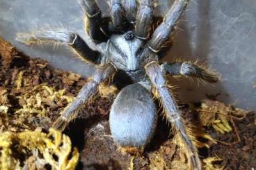 Spiders and Scorpions kaufen und verkaufen Photo: Sell or trade for hamm !!!!!!