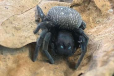 Spiders and Scorpions kaufen und verkaufen Photo: Hamm or shipping germany 