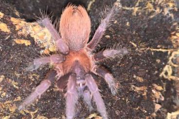 Spiders and Scorpions kaufen und verkaufen Photo: Guantanamo, Phormictopus, Scopelobates, Haploclastus, Chilobrachys Spiders and Scorpions kaufen und verkaufen Photo: Guantanamo, Phormictopus, Scopelobates, Haploclastus, Chilobrachys