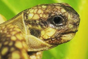 Landschildkröten kaufen und verkaufen Foto: THH - Testudo hermanni hermanni / Lokalform Kalabrien