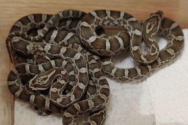 Nattern ungiftige  kaufen und verkaufen Foto: Pantherophis emoryi CB24 Hamm