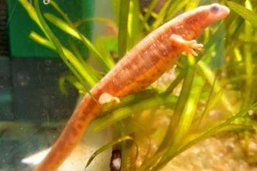 newts and salamanders kaufen und verkaufen Photo: Cynops Ensicauda Popai Mix