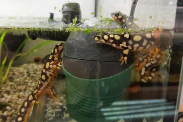 newts and salamanders kaufen und verkaufen Photo: Neurergus Crocatus  04.24