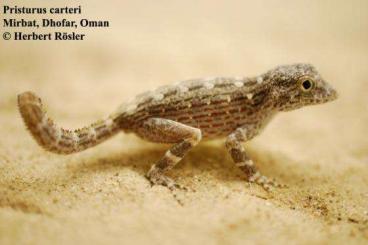 Geckos kaufen und verkaufen Foto: Looking for 1.1 Pristurus carteri 