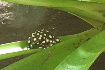 Poison dart frogs kaufen und verkaufen Photo: Schöne Nachzuchten abzugeben 