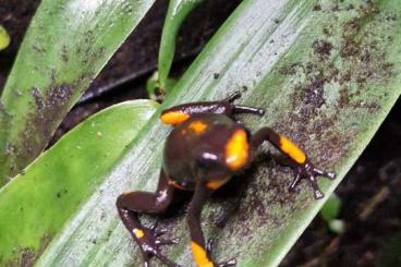 frogs kaufen und verkaufen Photo: Oophaga histrionica bullseye 