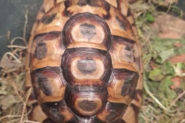 Schildkröten  kaufen und verkaufen Foto: Testudo graeca nabeulensis for sale