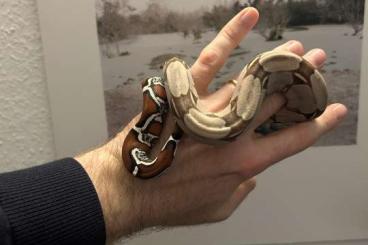Snakes kaufen und verkaufen Photo: Boa constrictor constrictor DNZ 24 Snakes kaufen und verkaufen Photo: Boa constrictor constrictor DNZ 24