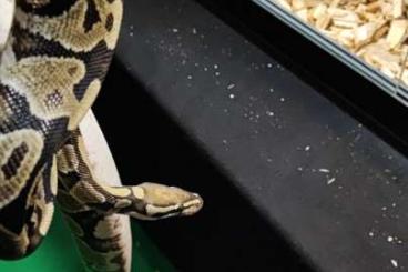 Königspythons kaufen und verkaufen Foto: Python regius yellowbelly 100% Piebald