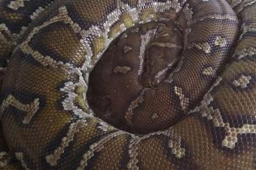 Pythons kaufen und verkaufen Foto: 1.5 Angola Python (Python anchietae) proven breeder