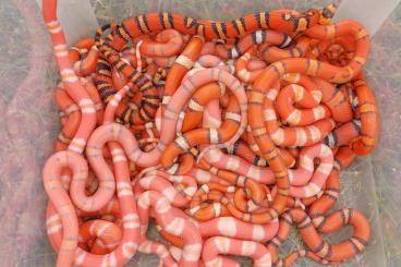Schlangen kaufen und verkaufen Foto: Lampropeltis hondurensis CB2023