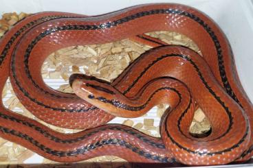 Snakes kaufen und verkaufen Photo: Oreocryptophis porphyraceus coxi