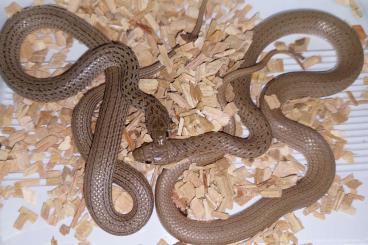 Snakes kaufen und verkaufen Photo: Eirenis punctatolineatus CB2021
