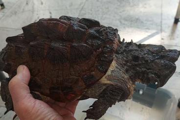 Schildkröten  kaufen und verkaufen Foto: Matamata - Chelus  fimbiatus