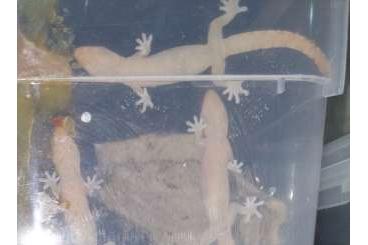 Echsen  kaufen und verkaufen Foto: Lepidodactylus lugubris CB2024