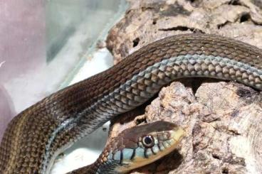 Schlangen kaufen und verkaufen Foto: Thamnophis eques CB 2024 