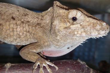 Echsen  kaufen und verkaufen Foto: Anolis ( Chamaeleolis) sp. red throat