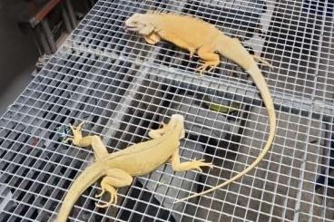 Echsen  kaufen und verkaufen Foto: Albino Iguana 1.1               