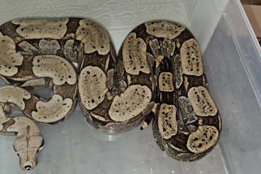 Boas kaufen und verkaufen Photo: Boa Constrictor Amarali Terry Linie