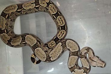 Boas kaufen und verkaufen Foto: Boa Constrictor Amarali Terry Linie