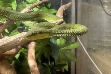 Giftschlangen kaufen und verkaufen Foto: Trimeresurus purpureomaculatus / trimeresurus macrops