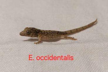 Geckos kaufen und verkaufen Photo: Eurydactylodes agricolae, E. vieillardi, E. occidentalis