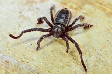 Spinnen und Skorpione kaufen und verkaufen Foto: Ricinulei & Pseudoscorpiones