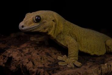 Geckos kaufen und verkaufen Photo: Looking for Ailuronyx, Blaesodactylus etc.