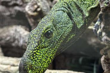 Echsen  kaufen und verkaufen Foto: Varanus sulphur, salvadorii, black dragon