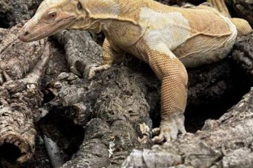 Lizards kaufen und verkaufen Photo: Alvarezi, salvadorii, Salvator albino, Sulphur Lizards kaufen und verkaufen Photo: Alvarezi, salvadorii, Salvator albino, Sulphur