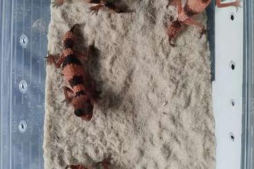 Geckos kaufen und verkaufen Photo: Nephrurus, Underwoodisaurus for sale